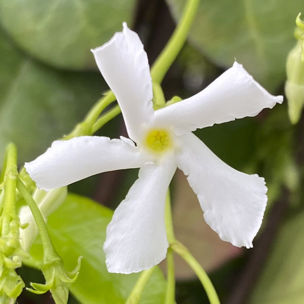 RHYNCOSPERMUM JASMINOIDES - Viveros Peña - Centro jardinería, plantas y  árboles en Madrid