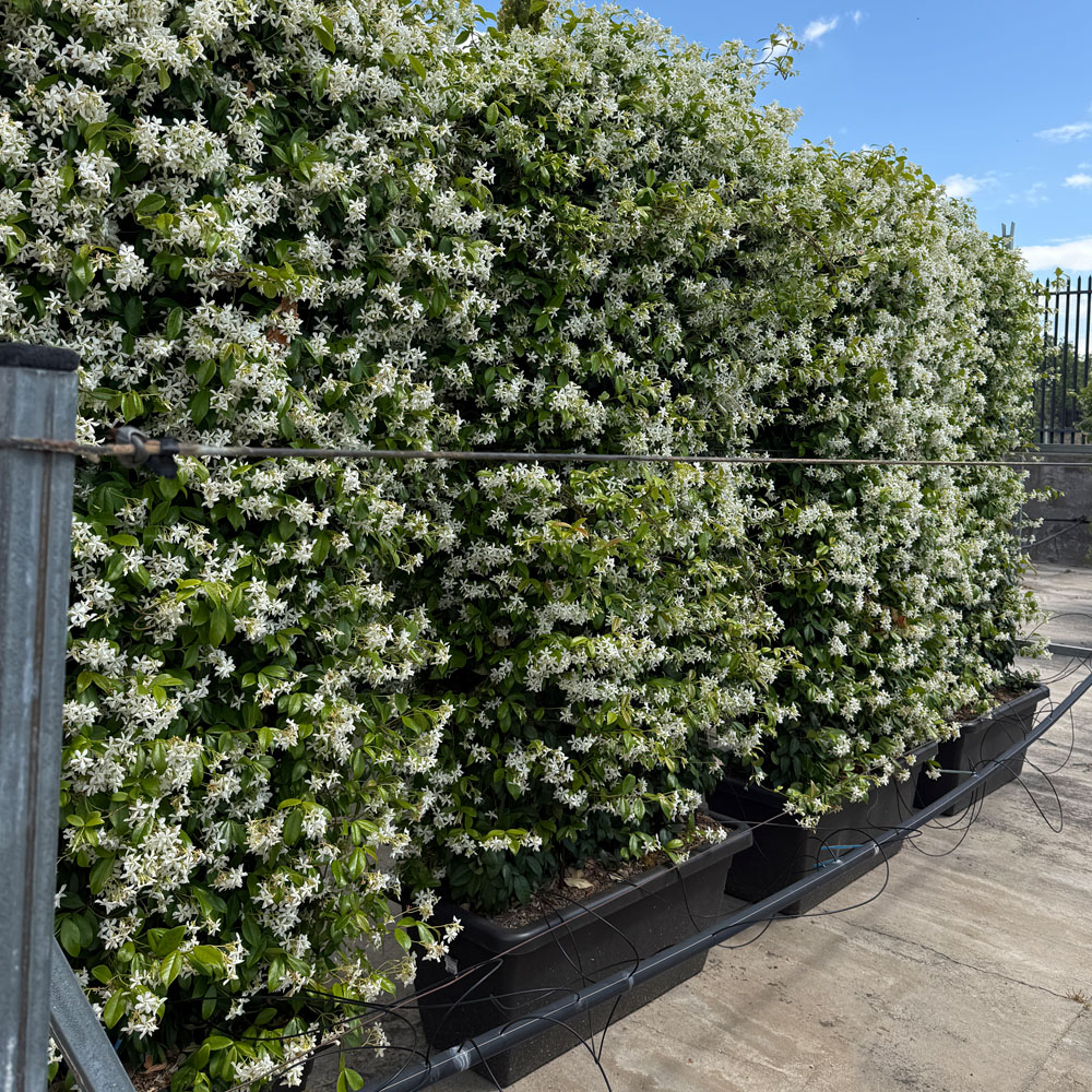 RHYNCOSPERMUM JASMINOIDES, JAZMÍN - Imagen 5