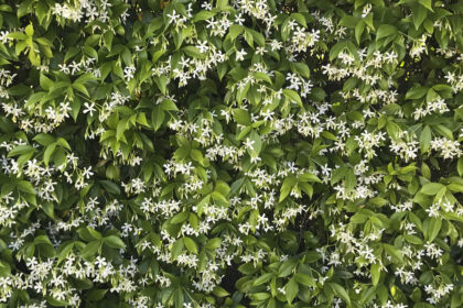 RHYNCOSPERMUM JASMINOIDES - Viveros Peña - Centro jardinería, plantas y  árboles en Madrid