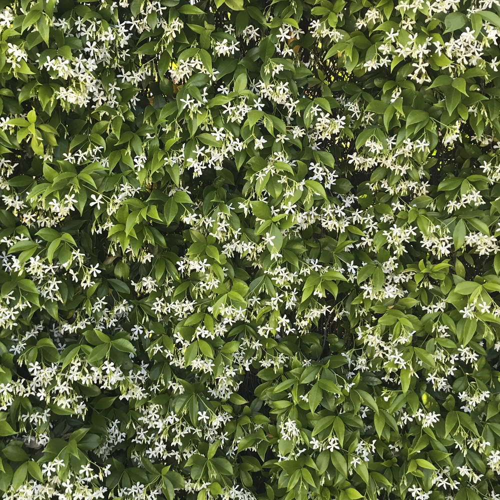 RHYNCOSPERMUM JASMINOIDES - Viveros Peña - Centro jardinería, plantas y  árboles en Madrid