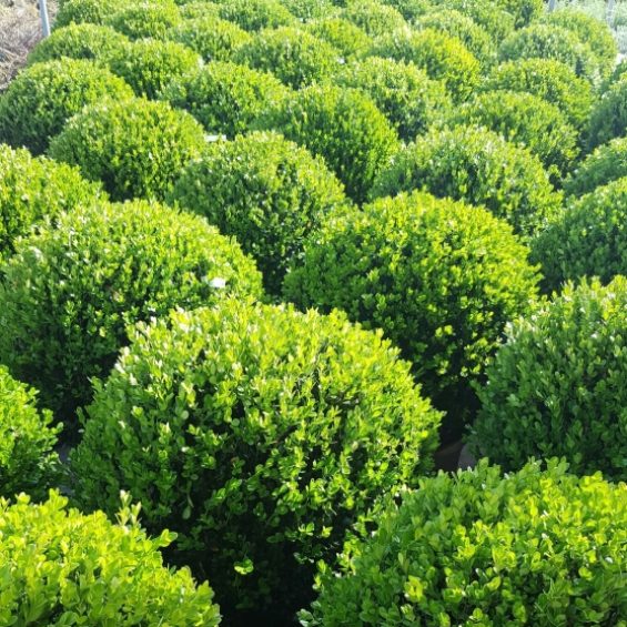 BUXUS MIC. FAULKNER