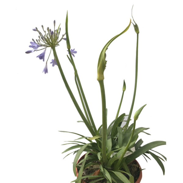 AGAPANTHUS UM. PETER PAN - Imagen 3