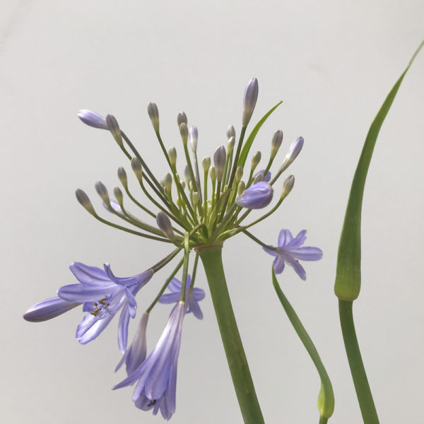 AGAPANTHUS UM. PETER PAN