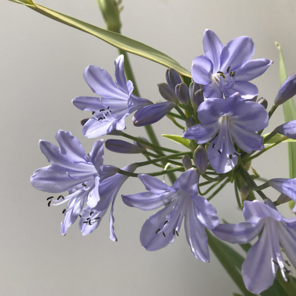 AGAPANTHUS UM. PETER PAN - Imagen 4