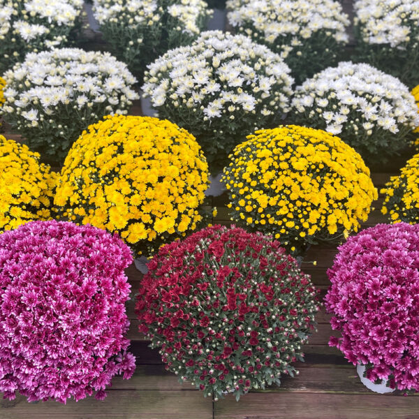 CHRYSANTEMOS DE BOLA - Imagen 3