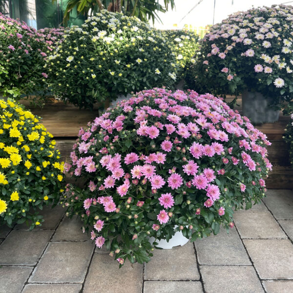 CHRYSANTEMOS DE BOLA