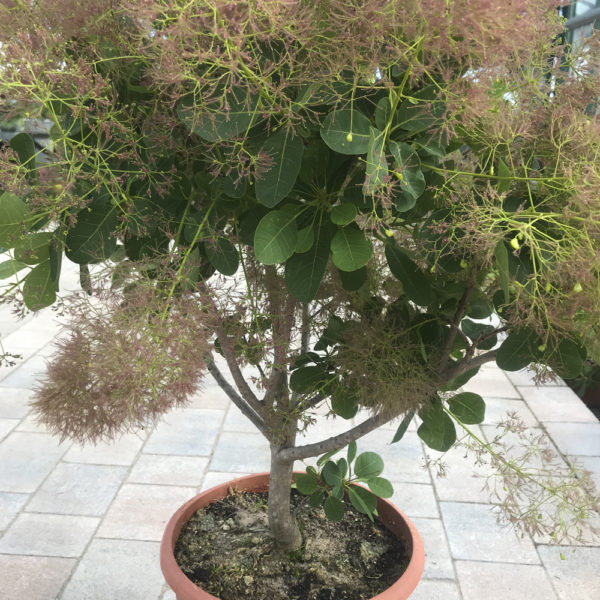 COTINUS COGGYRIA "YOUNG LADY"