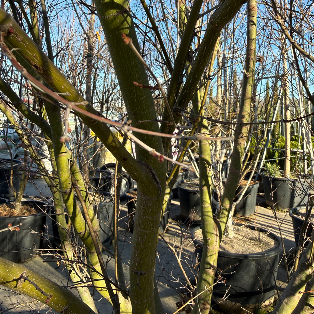 ACER PALMATUM - Imagen 4