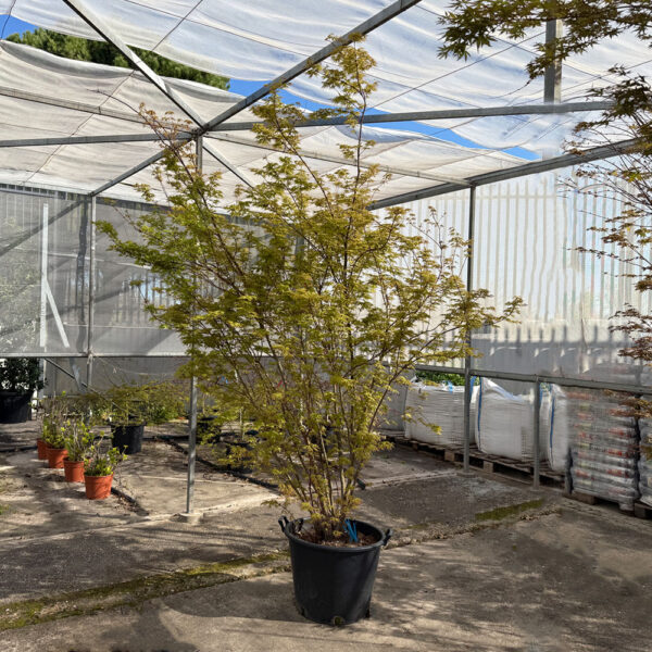 ACER PALMATUM - Imagen 2