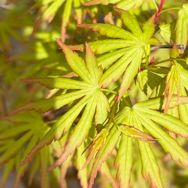 ACER PALMATUM - Imagen 3