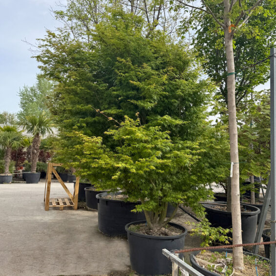 ACER PALMATUM IMG_1406 E