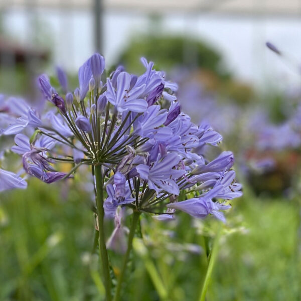 AGAPANTHUS UM. PETER PAN - Imagen 2