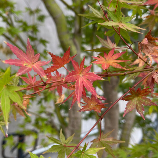 ACER PALMATUM