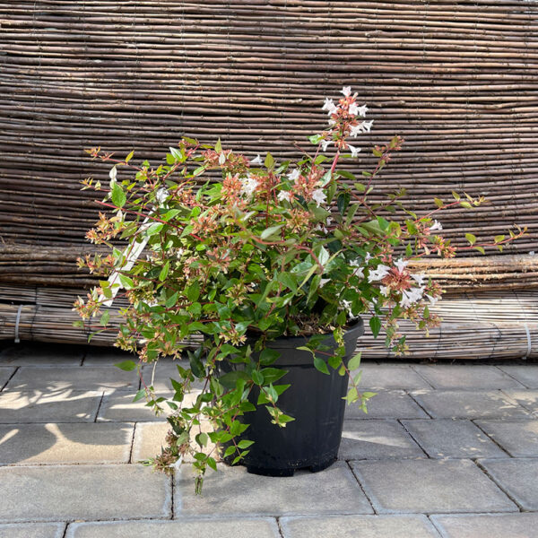 ABELIA X GRANDIFLORA