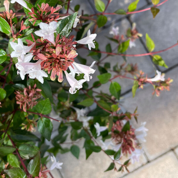 ABELIA X GRANDIFLORA - Imagen 2