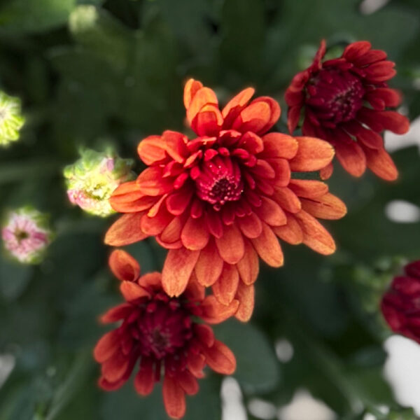 CHRYSANTEMOS DE BOLA - Imagen 2
