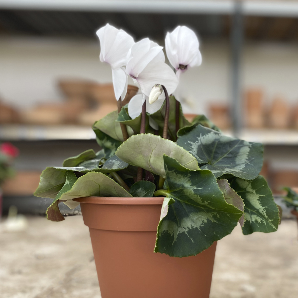 CYCLAMEN PERSICUM - Viveros Peña - Centro jardinería, plantas y árboles en  Madrid