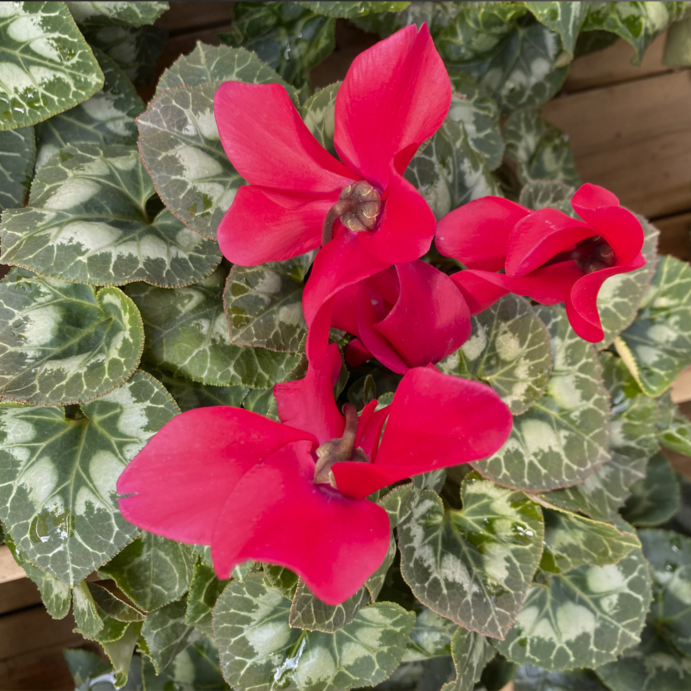 CYCLAMEN PERSICUM - Viveros Peña - Centro jardinería, plantas y árboles en  Madrid