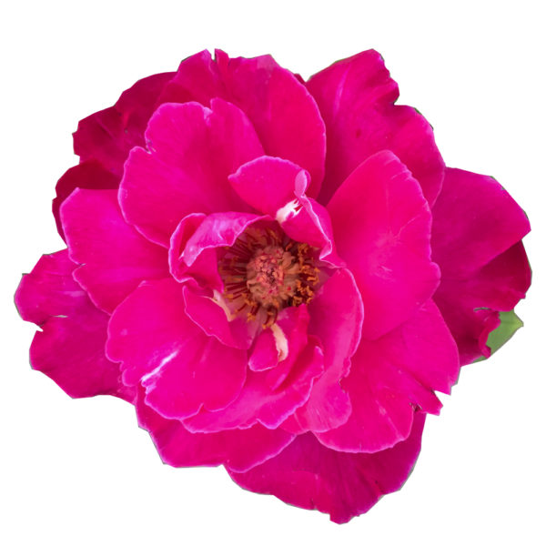 ROSAL "THE MCCARTNEY ROSE" - Imagen 3