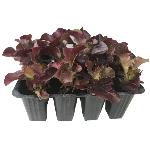 PLANTONES DE LECHUGA