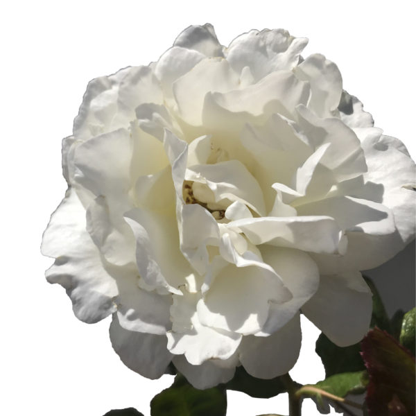 ROSAL "ALBA GARCIA" - Imagen 2