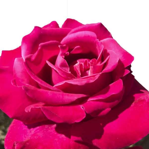 ROSAL "THE MCCARTNEY ROSE"