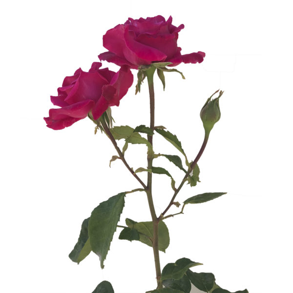 ROSAL "THE MCCARTNEY ROSE" - Imagen 2