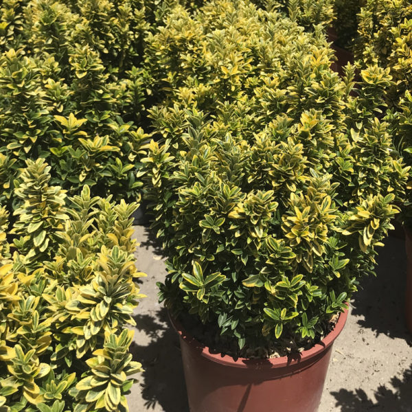 EUONYMUS MICROPHYLLA AUREA