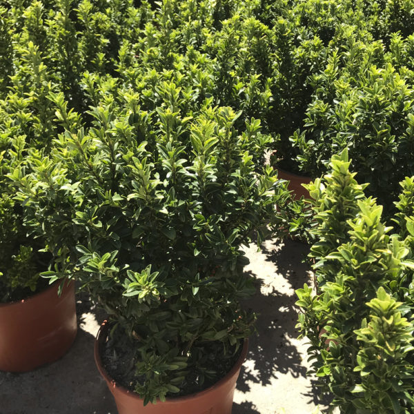 EUONYMUS MICROPHYLLA