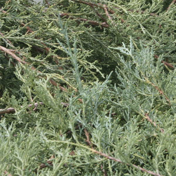 JUNIPERUS VIRGINIANA "GREY OWL"