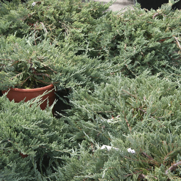 JUNIPERUS VIRGINIANA "GREY OWL" - Imagen 3