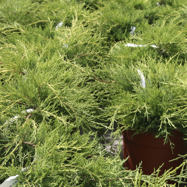 JUNIPERUS X MEDIA "OLD GOLD" - Imagen 2