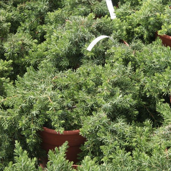 JUNIPERUS CONFERTA "BLUE PACIFIC"