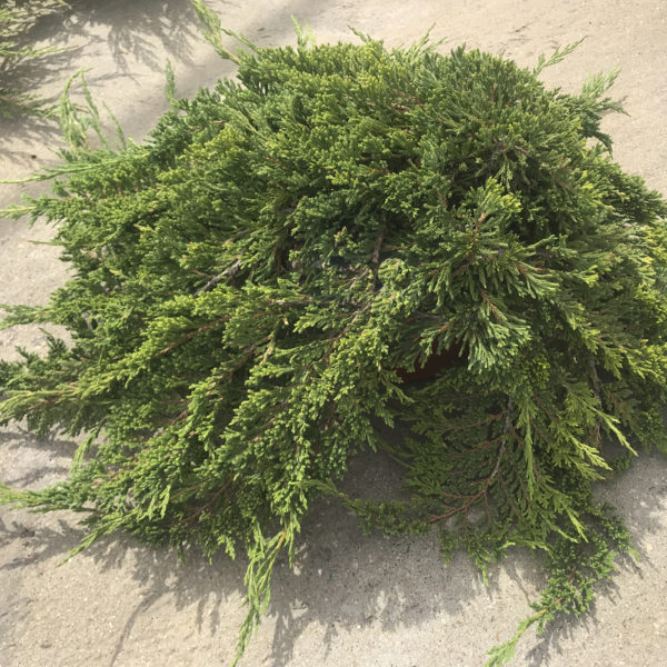 JUNIPERUS HORIZONTALIS "PRINCIPE DE GALES" - Imagen 3