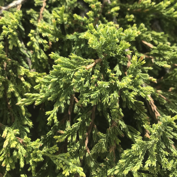 JUNIPERUS HORIZONTALIS "PRINCIPE DE GALES" - Imagen 2