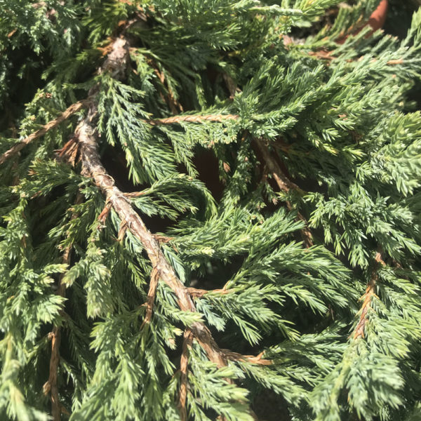 JUNIPERUS HORIZONTALIS "BLUE CHIP" - Imagen 3