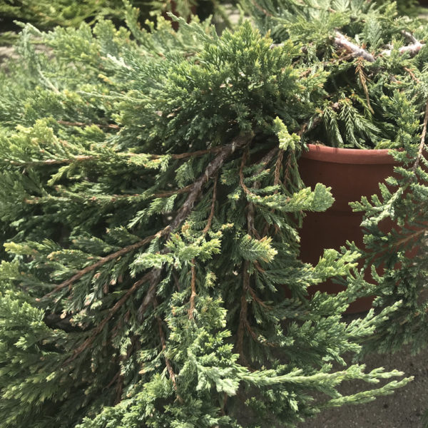 JUNIPERUS HORIZONTALIS "BLUE CHIP" - Imagen 2