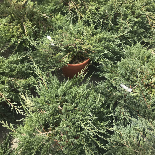 JUNIPERUS HORIZONTALIS "BLUE CHIP"