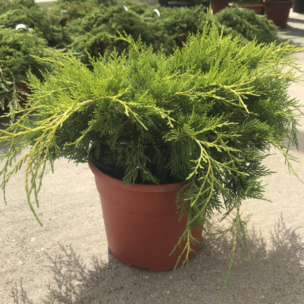 JUNIPERUS X MEDIA "OLD GOLD"