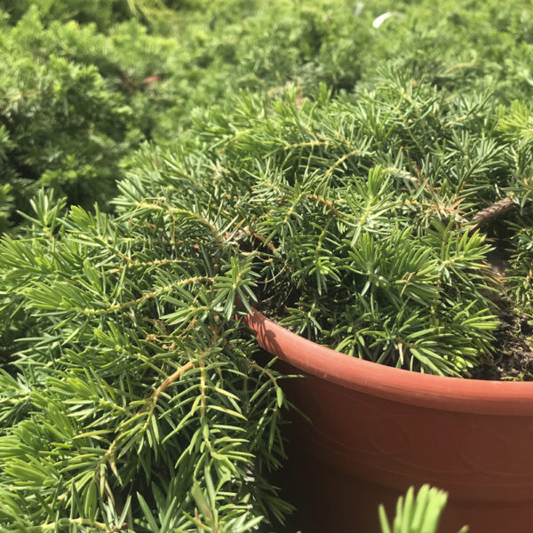 JUNIPERUS CONFERTA "BLUE PACIFIC" - Imagen 4