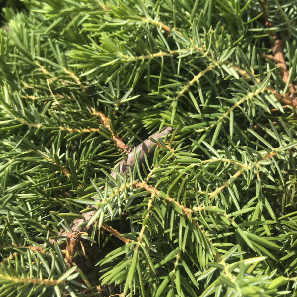 JUNIPERUS CONFERTA "BLUE PACIFIC" - Imagen 3