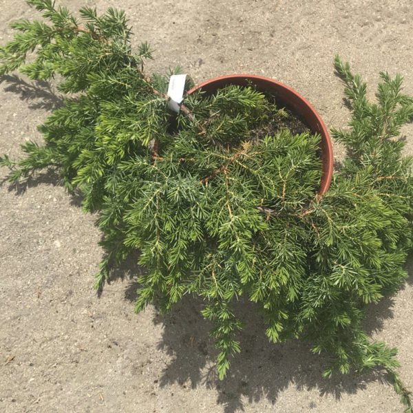 JUNIPERUS CONFERTA "BLUE PACIFIC" - Imagen 2