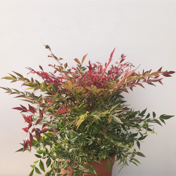 NANDINA OBSESSED SEIKA