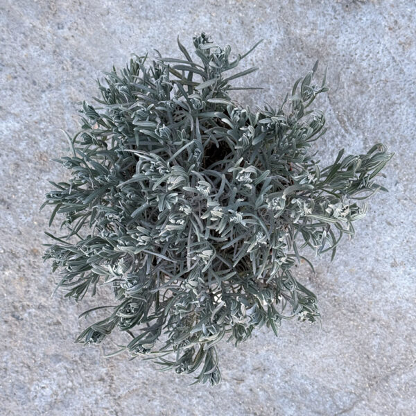 LAVANDULA ANGUSTIFOLIA- LAVANDA