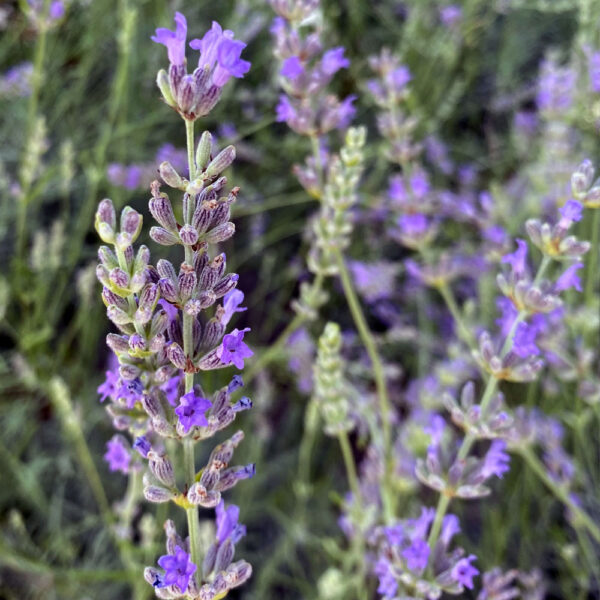 LAVANDULA ANGUSTIFOLIA- LAVANDA - Imagen 2
