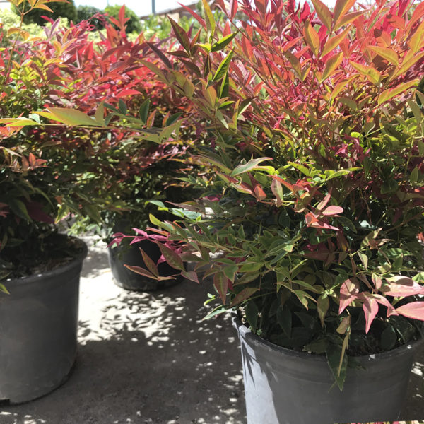 NANDINA OBSESSED SEIKA - Imagen 2