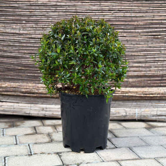Inicio primavera