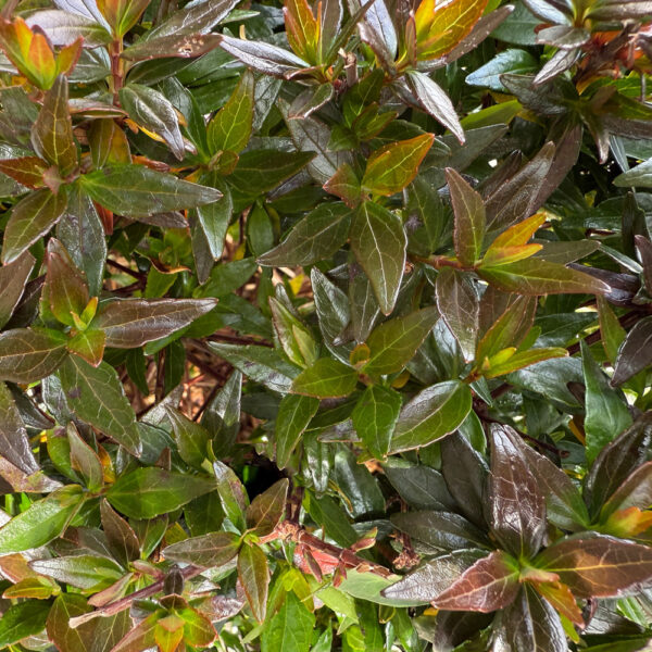 ABELIA X G. "COMPACTA" BOLA - Imagen 3