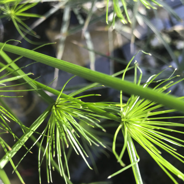 PAPYRUS CYPERUS