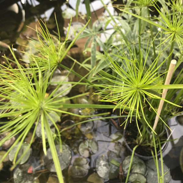 PAPYRUS CYPERUS - Imagen 2